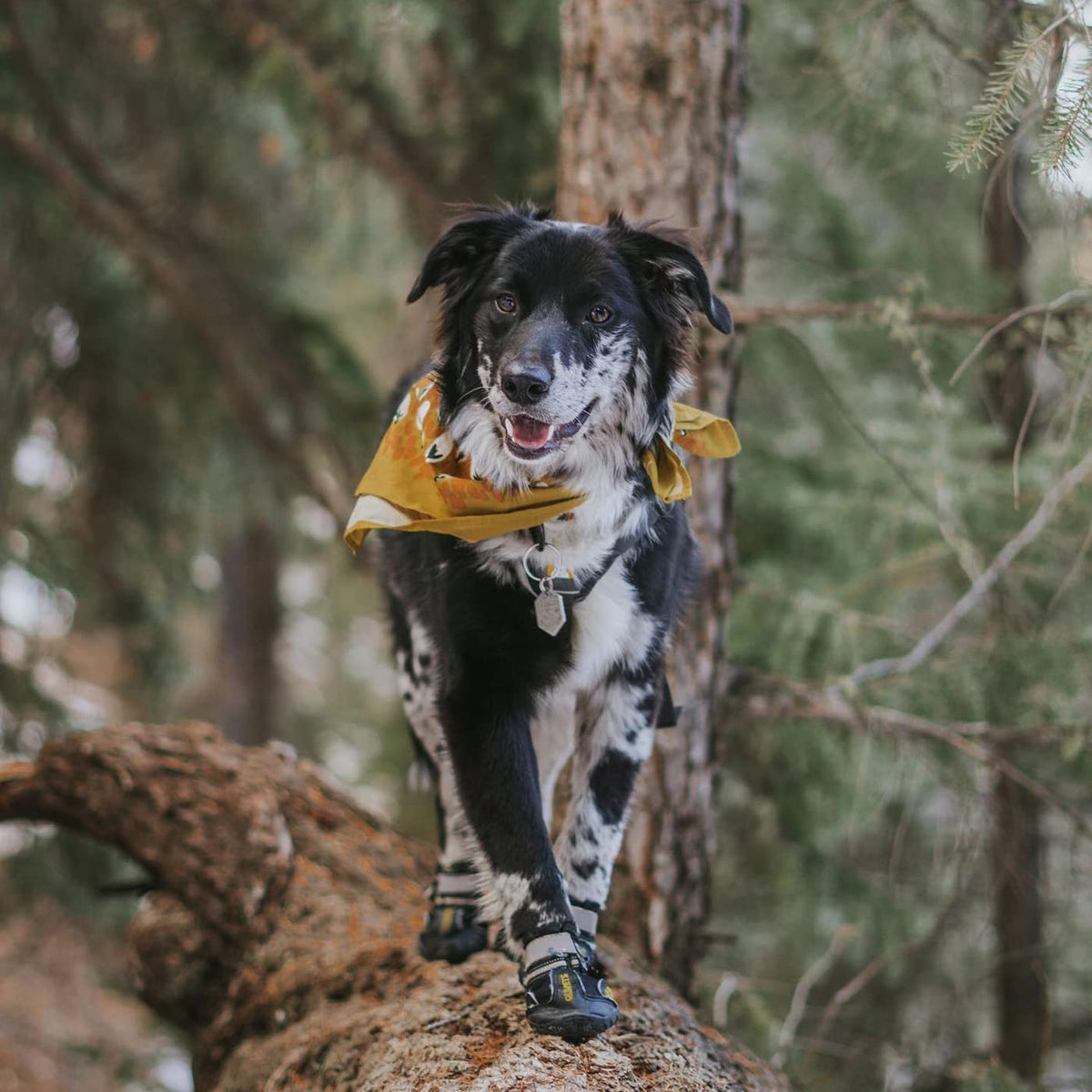 Canine Footwear for Extreme Weather: Protective Shoes for Hot Pavement and Winter Conditions